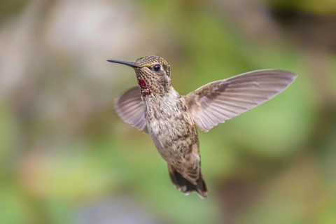 A single hummingbird is captured in flight in northern California