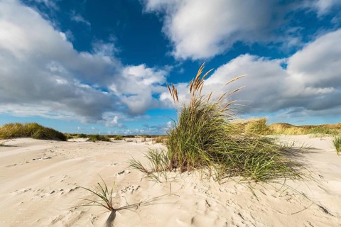 Landscape with dunes on the island of Amrum