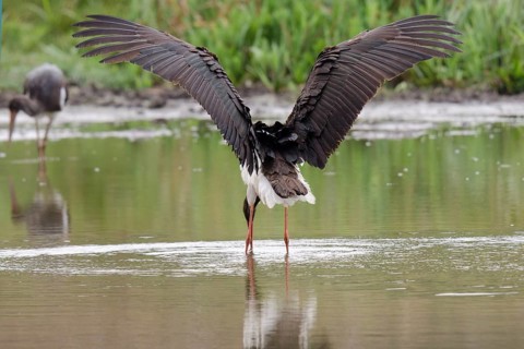 Black stork in the water