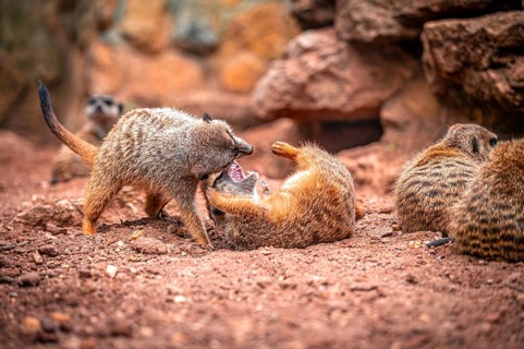 Two meerkat (Suricata suricatta) playing in a sandy environment with rocks in the background and