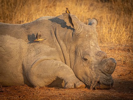 Reclining white rhinoceros (Ceratotherium simum) with sawed-off horn and oxpecker star (Buphagus)