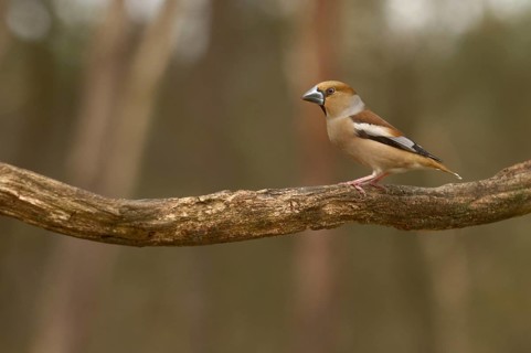 Hawfinch (Coccothraustes coccothraustes)