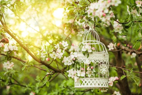 Bird cage on the apple blossom tree in sunset