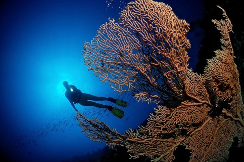 Diver and gorgonian corals, Egypt, Hurghada, Red Sea, Africa