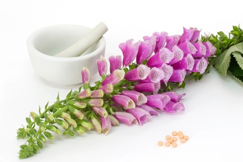 Common foxglove with mortar, pestle and pills over white background Common foxglove with mortar,