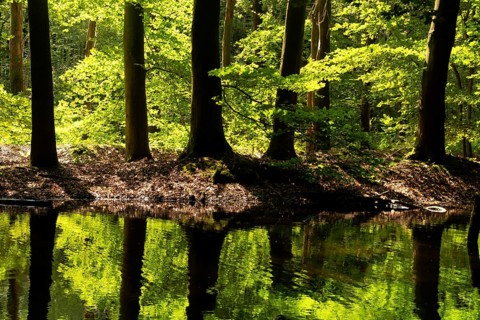 Trees reflecting in a pond in the Dutch nature reserve Waterloopbos near Kraggenburg in the
