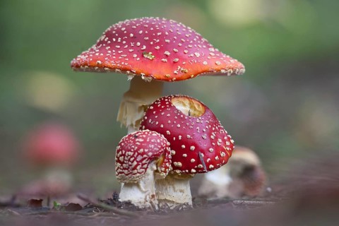 Fly agaric (Amanita muscaria)