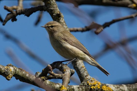 Chiffchaff (Phylloscopus collybita)