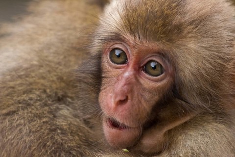 Japanese macaque (Macaca fuscata)