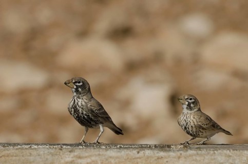 Cracker Lark (Ramphocoris clotbey)