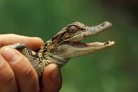 Baby alligator (Alligator mississippiensis)