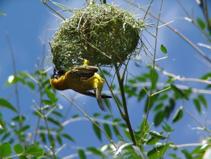 Cabani weaver (Ploceus intermedius)