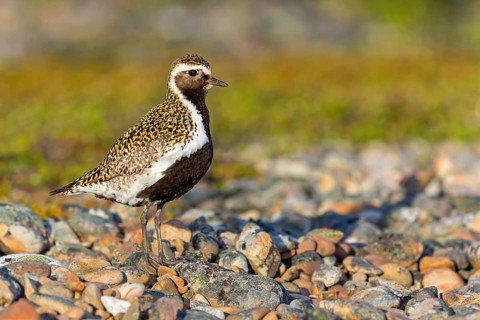 Golden plover, (Pluvialis apricaria), Charadrius apricaria, plover family, Varanger, Finnmark,