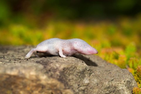Very young house shrew wandering around