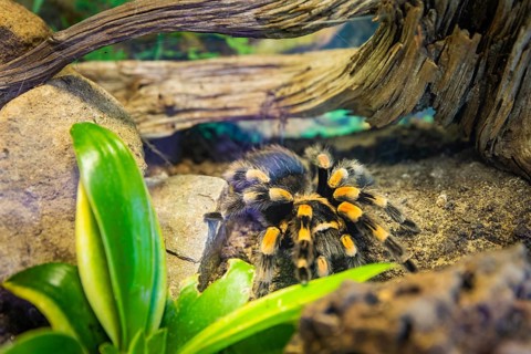 Red-knobbed tarantula, Dresden, Saxony, Germany, Europe