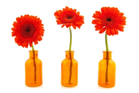 Orange Gerber flowers in little glass vases