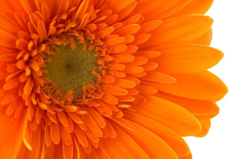 Orange Gerber in macro on white background