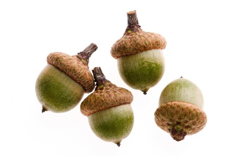 Acorns isolated on white, poland