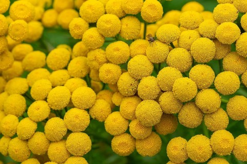 Close-up of the yellow flowers of tansy (Tanacetum vulgare), which form a dense, detailed pattern,