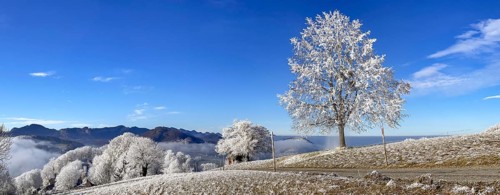 Thawing hoarfrost on solitary tree, winter lime tree, Wisen, Solothurn, Switzerland, Europe