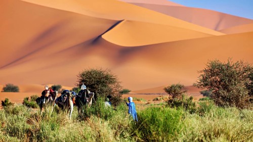 Group of people and camels crossing hilly, sandy desert with scattered greenery, Tuareg with his