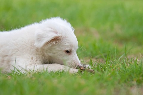 Collie-Labrador mix puppy in the grass