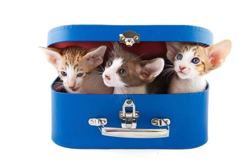 Blue suitcase with little kitten cats on white background