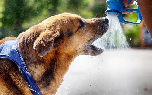 Dog drinks water from a spray gun