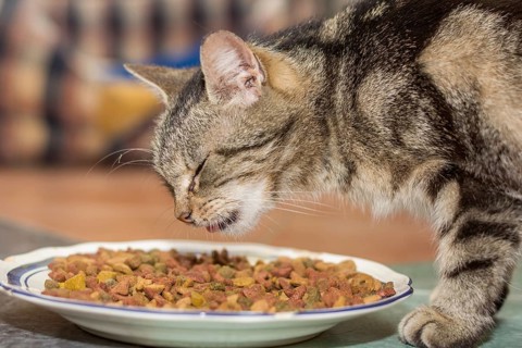 Tabby domestic cat eats dry food, Austria, Europe