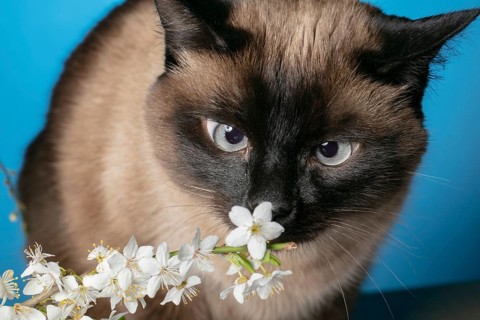 Funny cat sniffs white flowers on a blue background
