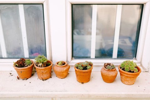 Clay pots with succulents on the windowsill.