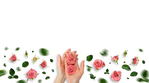 Rose buds in caucasian model hands and on white background flat lay view