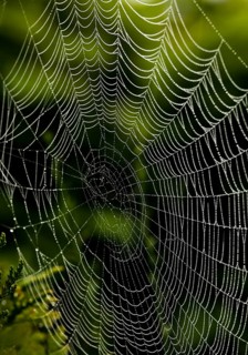 A spider's web in the morning dew. Symbolic photo for network and networking. Austria