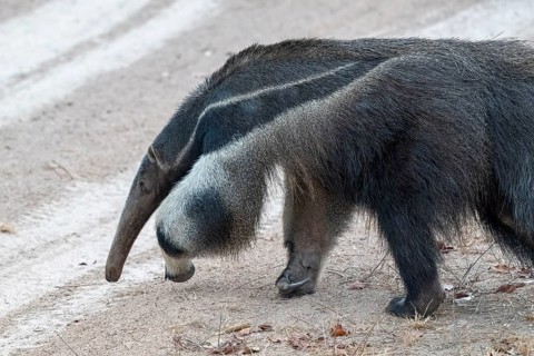 Giant anteater (Myrmecophaga tridactyla), at dusk, in front of sunrise, Pantanal, inland, wetland,
