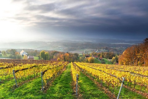 Autumn atmosphere, sunlight breaking through clouds, foliage colouring in the vineyard, St