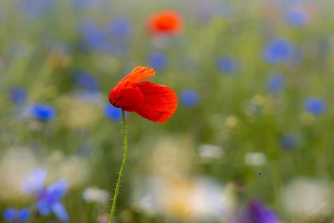 Blooming meadows and fields with poppies and cornflowers