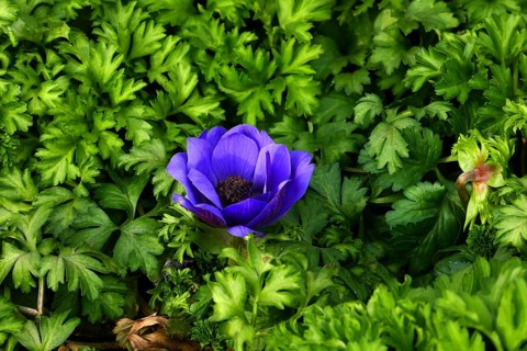 Crown anemone