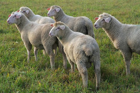 Sheep