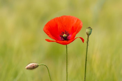 Poppy seeds