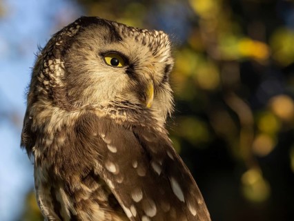 Cropped Great Horned Owl head in side view in front of autumn leaves
