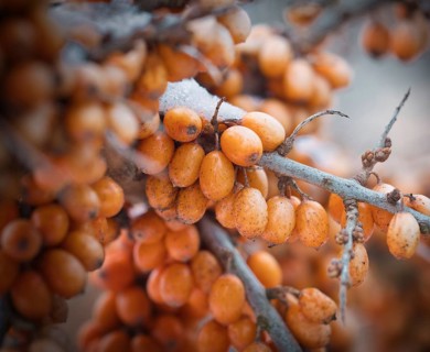 Sea buckthorn
