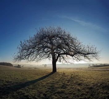 Apple tree at sunrise