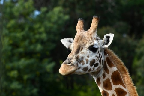 Portrait of an Rothschild's giraffe (G. c. rothschildi) at Christchurch, New Zealand, Oceania