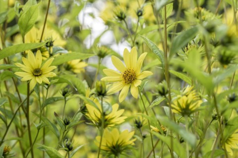 Small-headed sunflower (Helianthus 'Lemon Queen'), Gardens of the World, Berlin, Berlin, Germany,