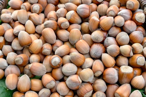 Hazelnut (Corylus in varieties), An den Dorfwiesen 9, Federal Republic of Germany