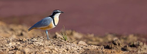 Crocodile-bird, (Pluvianus aegytpticus), Crocodile-bird, Egyptian Plover, Pluvian fluviatile,