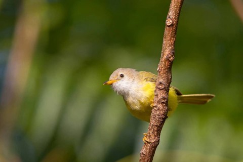 Grey-capped Eremomela, (Eremomela pusilla), Senegal Eremomela, Eremomela senegalesa,