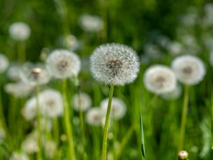 Dandelion (Taraxacum), dandelions, in a meadow, Offenbach am Main, Hesse, Germany, Europe