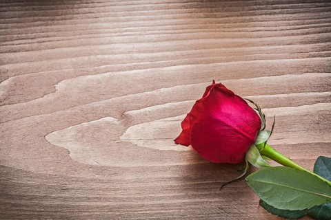 Red scented rose on wooden board holiday concept