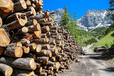 Felled trees on a hiking trail in Ramsau am Dachstein. Wood at a mountain trail at ramsau at the